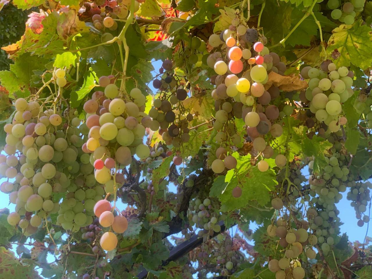 Quinta Ugarte Bed and Breakfast Lujan de Cuyo Εξωτερικό φωτογραφία