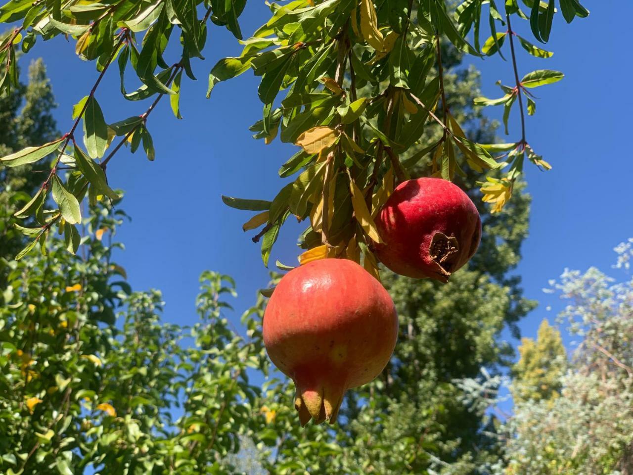 Quinta Ugarte Bed and Breakfast Lujan de Cuyo Εξωτερικό φωτογραφία
